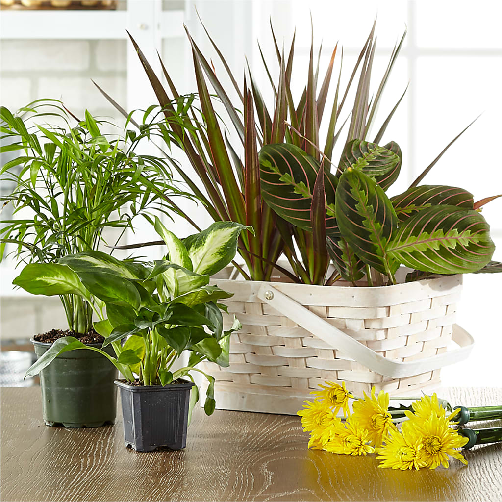 Florist Designed Blooming and Green Plants in a Basket – Blooms And Gifts, Concord CA
