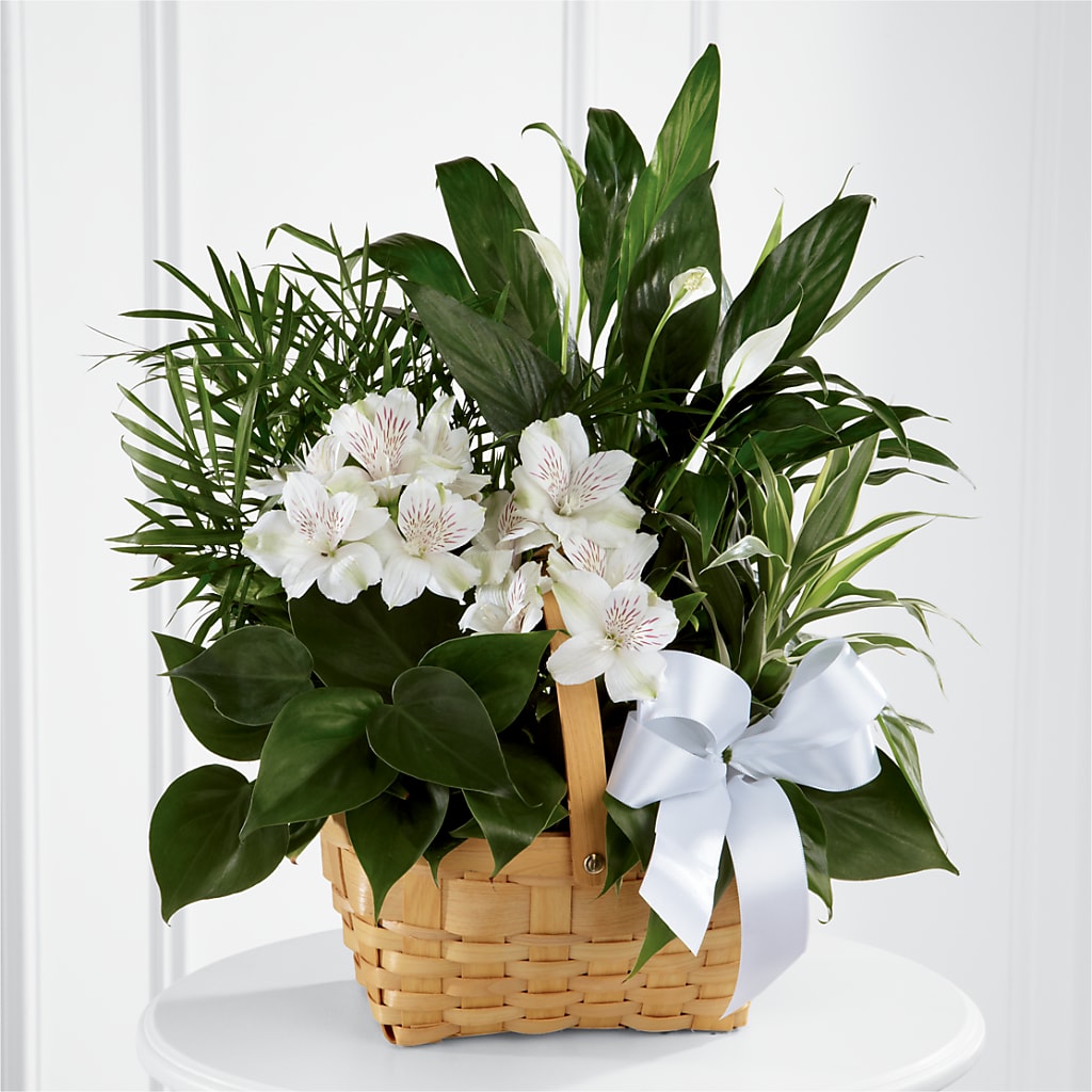 Peace & Serenity Dishgarden – Blooms And Gifts, Concord CA