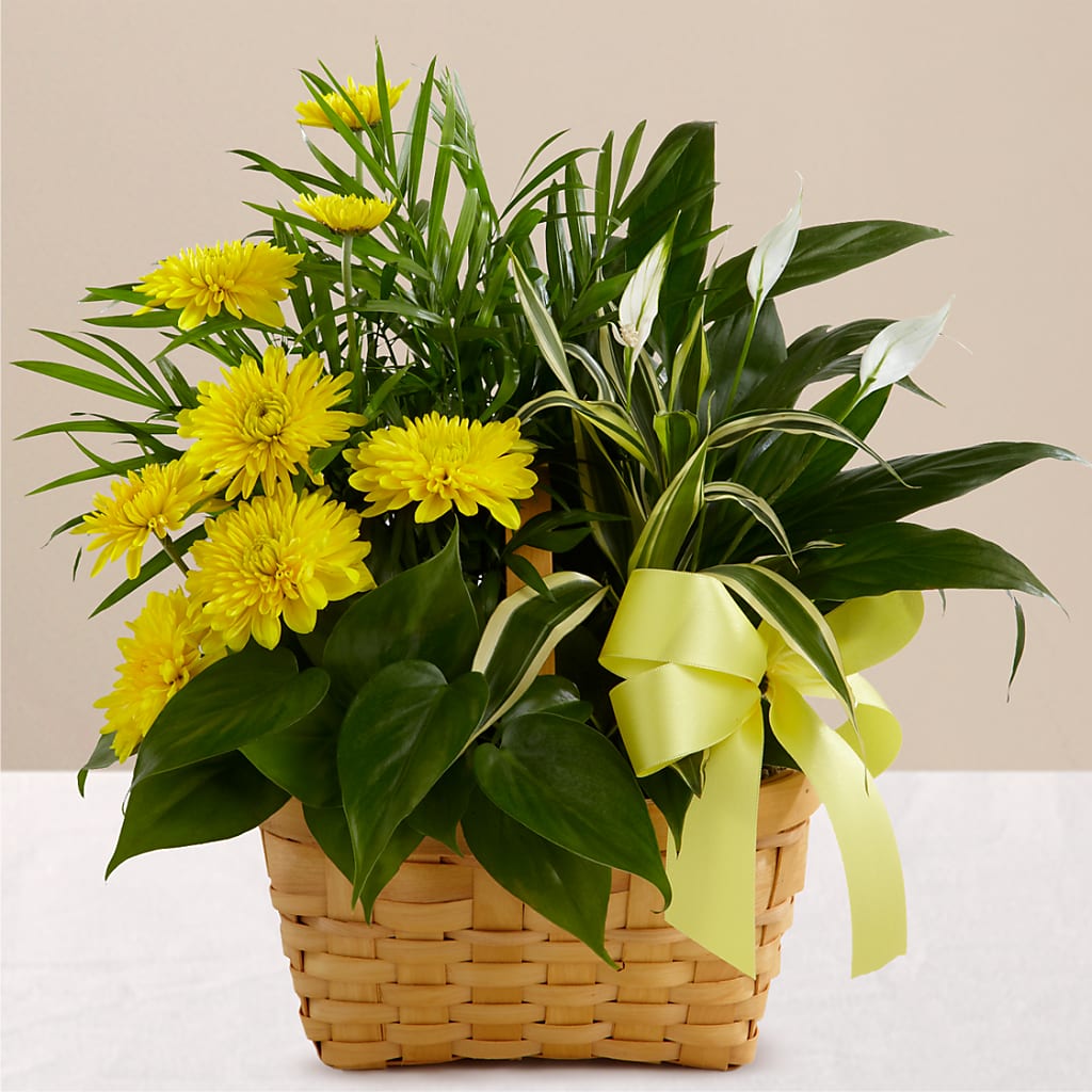 Loving Light Dishgarden – Blooms And Gifts, Concord CA