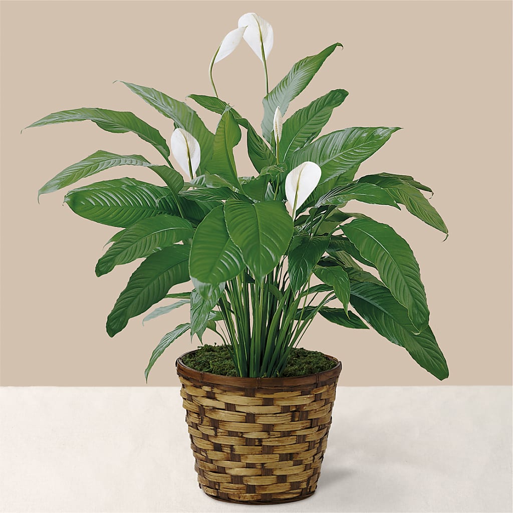 Tranquil Moments Peace Lily Plant – Blooms And Gifts, Concord CA