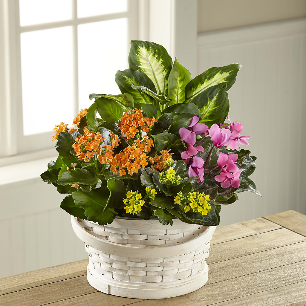 Color Crush Dishgarden – Blooms And Gifts, Concord CA