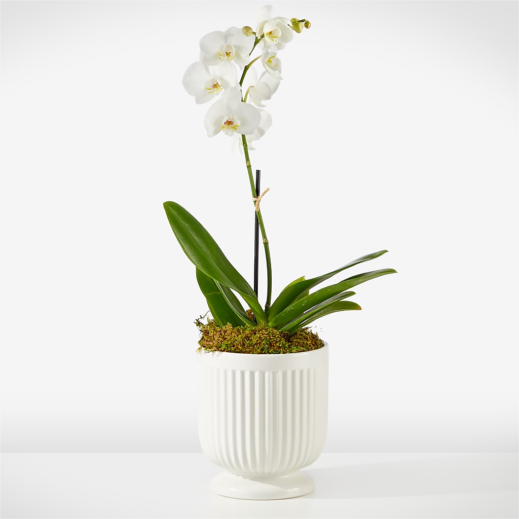 Whispering White Orchid – Blooms And Gifts, Concord CA