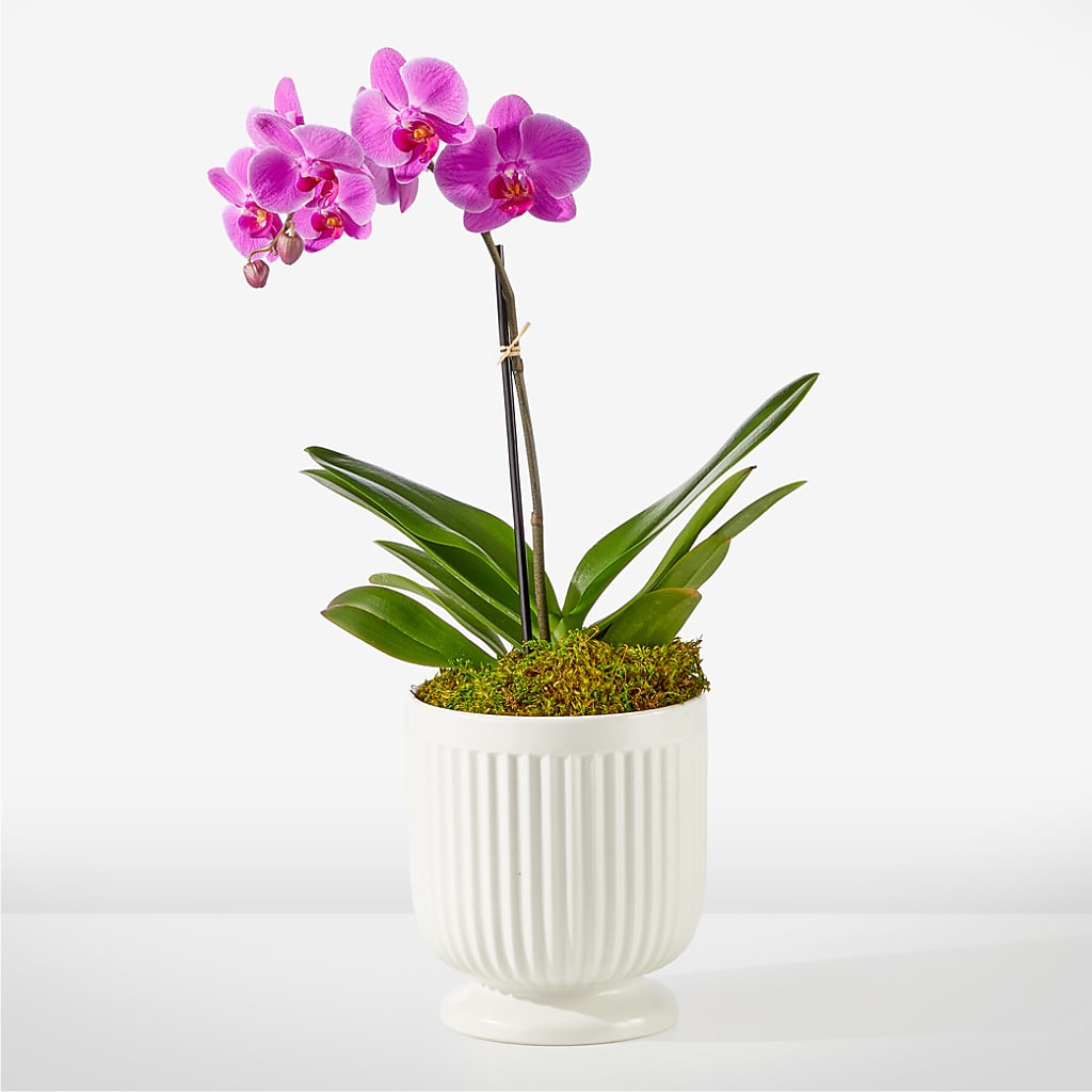 Friendly Fuchsia Orchid – Blooms And Gifts, Concord CA