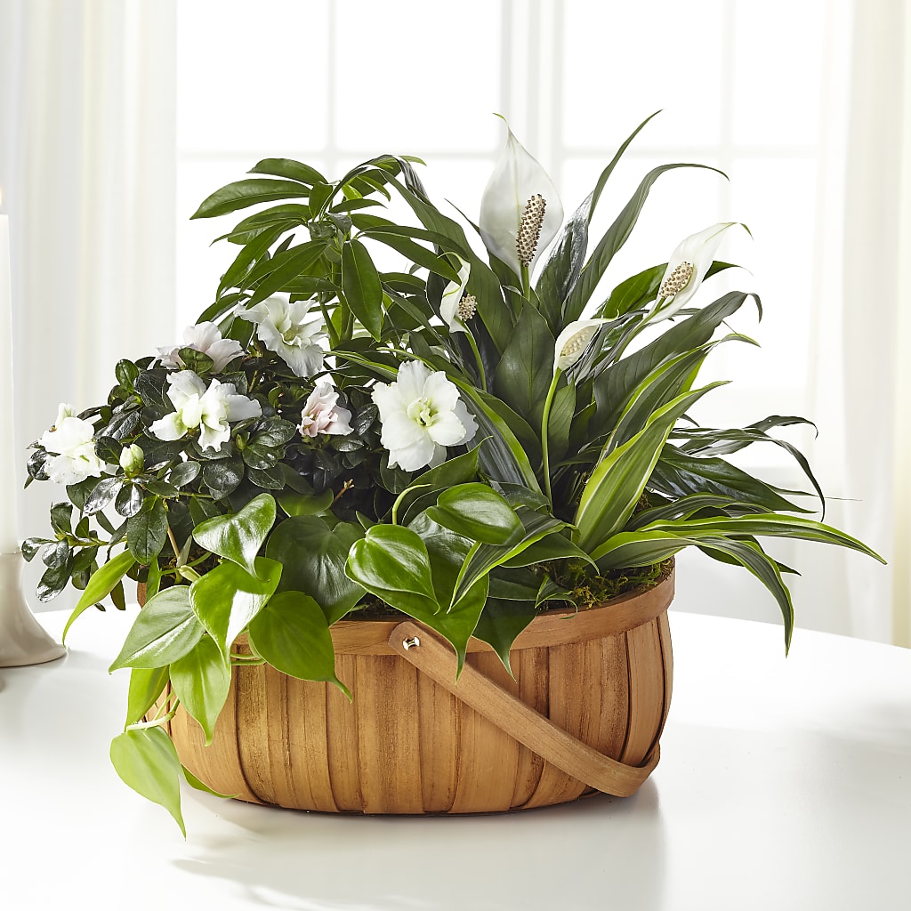 Serene Dishgarden – Blooms And Gifts, Concord CA