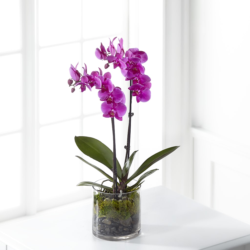 Pink Orchid Plant – Blooms And Gifts, Concord CA