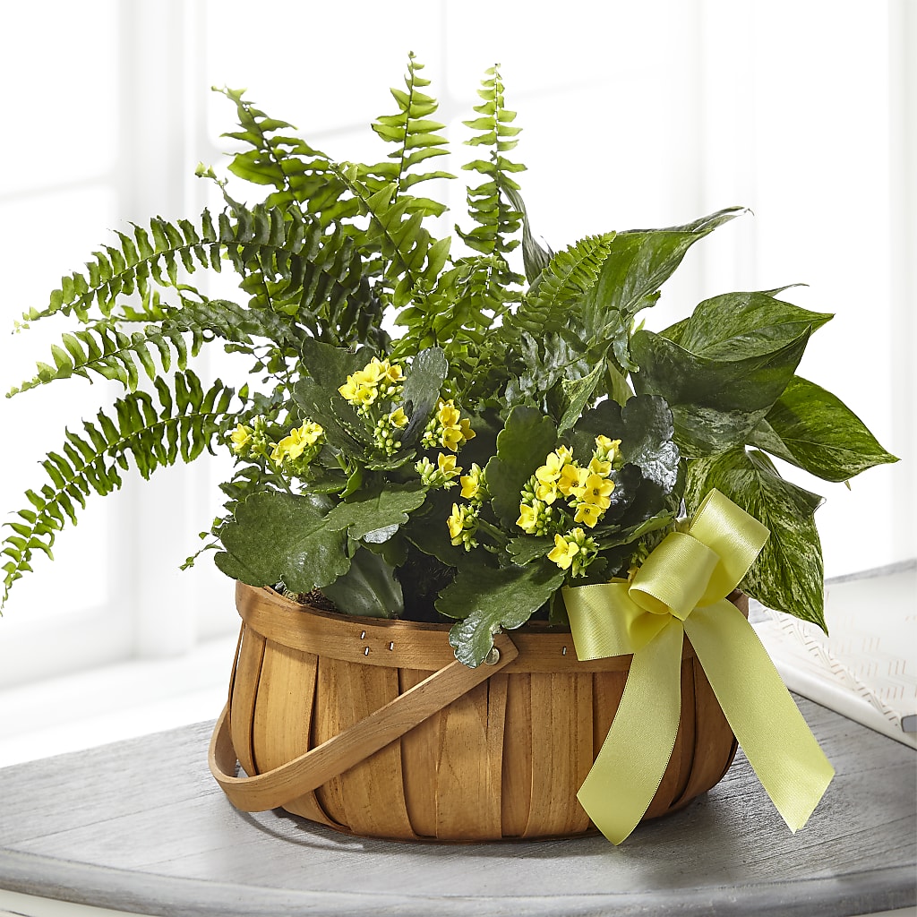 Always Dear Dishgarden – Blooms And Gifts, Concord CA