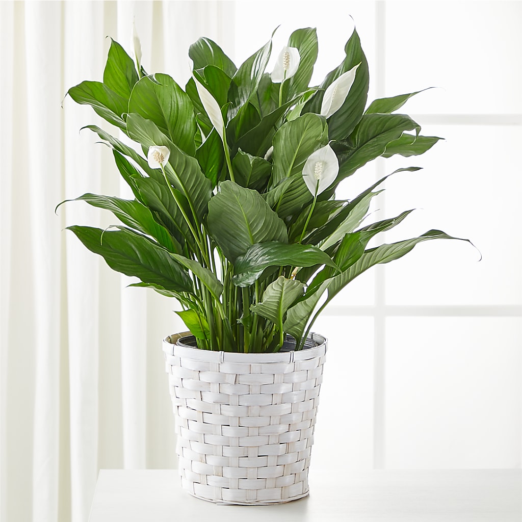A New Leaf Peace Lily – Blooms And Gifts, Concord CA