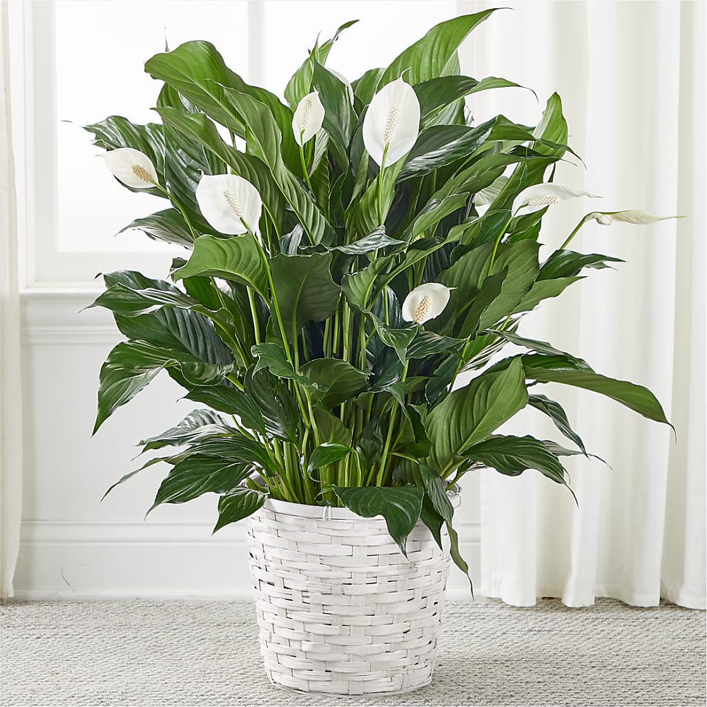 A New Leaf Peace Lily – Blooms And Gifts, Concord CA