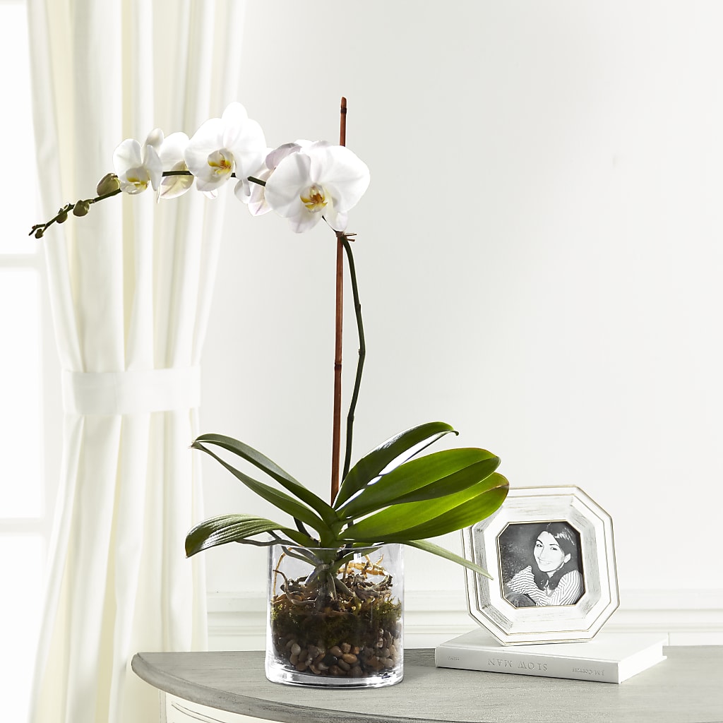 White Orchid Planter – Blooms And Gifts, Concord CA