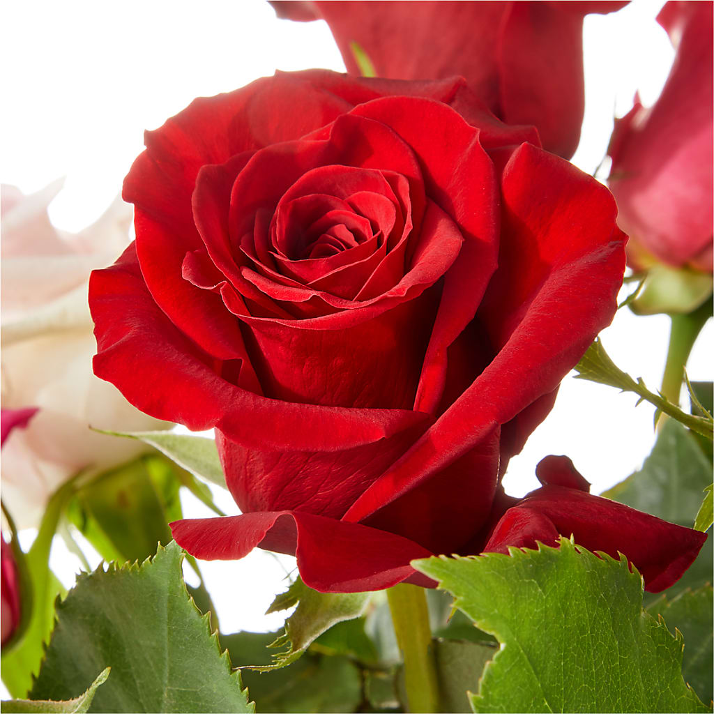Love Notes Rose Bouquet – Blooms And Gifts, Concord CA