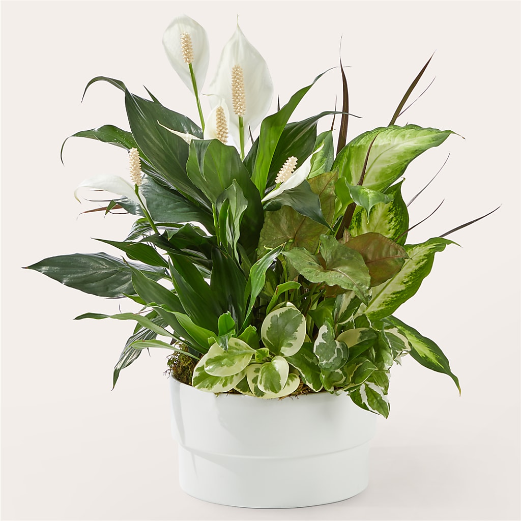 Radiating Positivity Dishgarden – Blooms And Gifts, Concord CA
