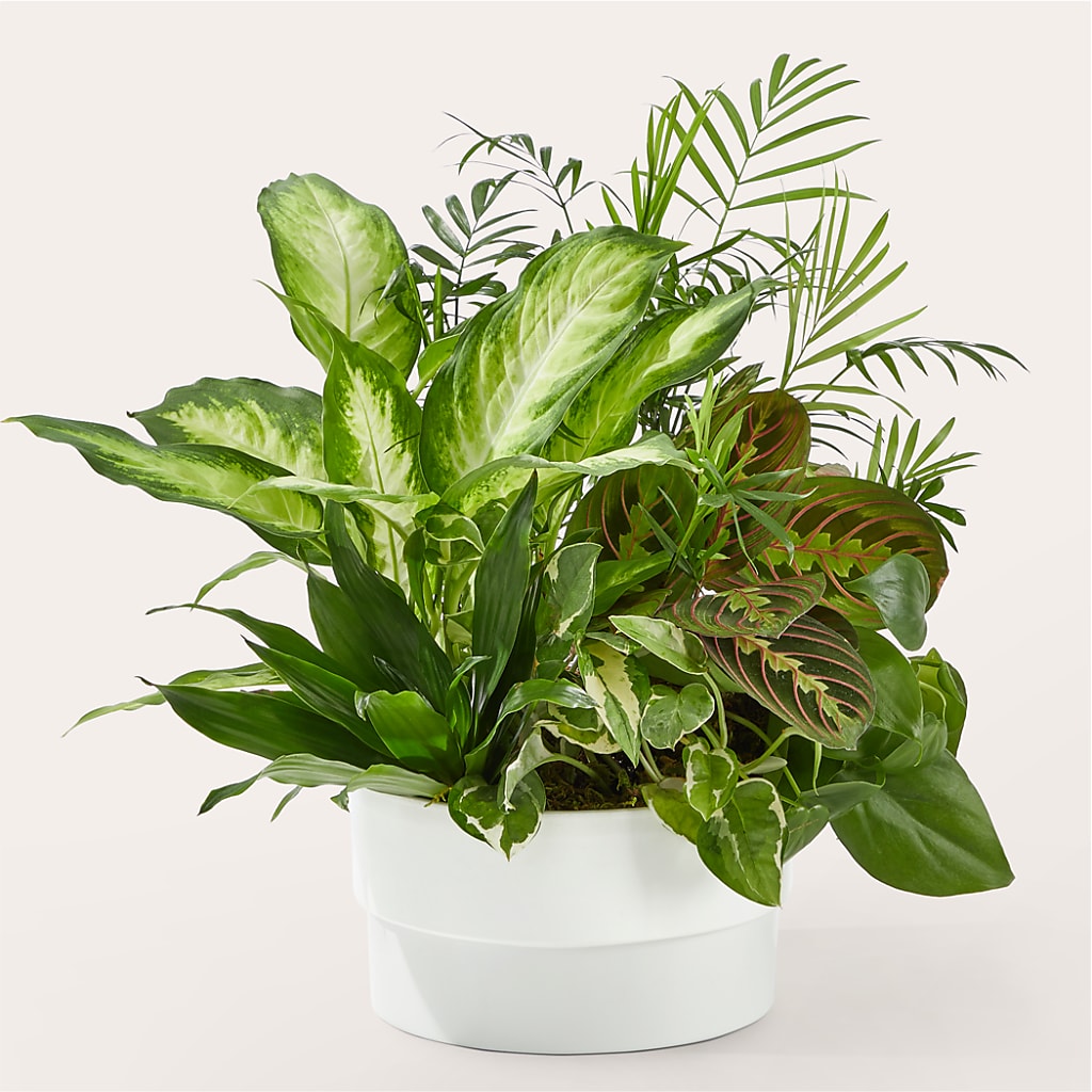 Radiating Positivity Dishgarden – Blooms And Gifts, Concord CA