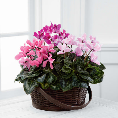 Mixed Cyclamen Planter –  Blooms And Gifts, Concord CA