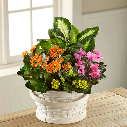 Color Crush Dishgarden –  Blooms And Gifts, Concord CA