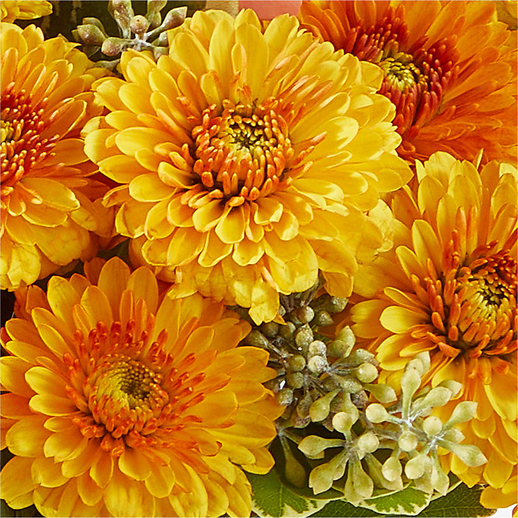 Peachy Pumpkin –  Blooms And Gifts, Concord CA