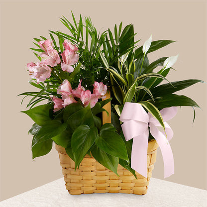 Living Spirit Dishgarden –  Blooms And Gifts, Concord CA