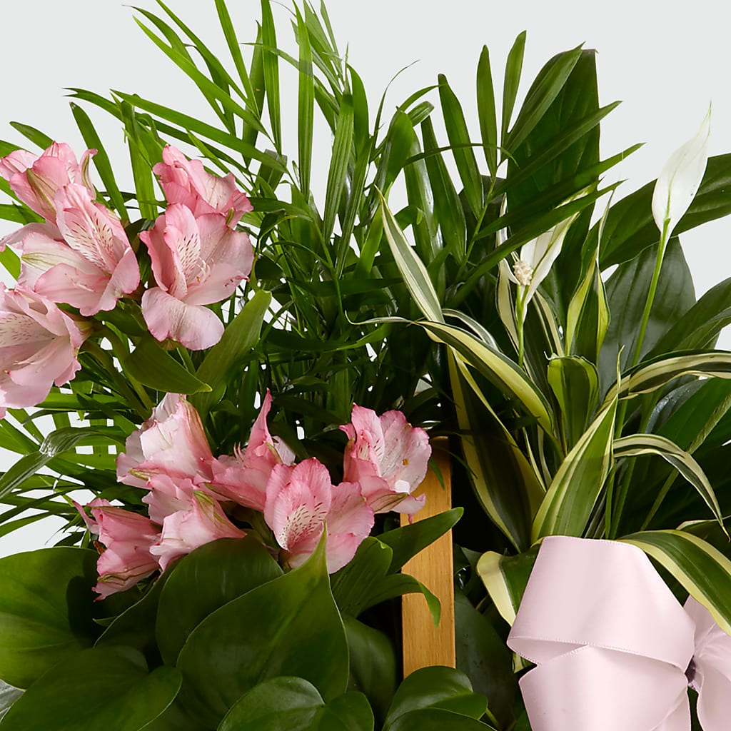Living Spirit Dishgarden –  Blooms And Gifts, Concord CA