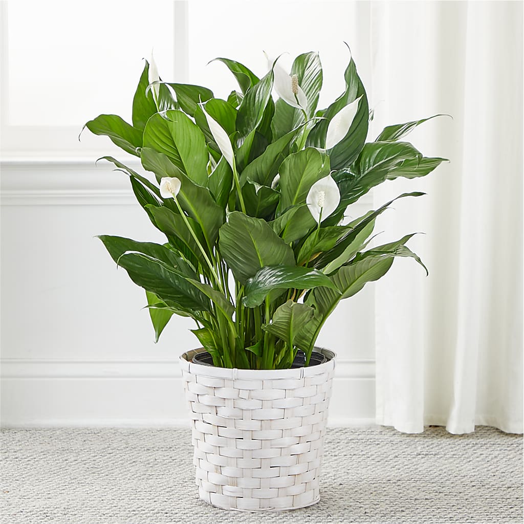 A New Leaf Peace Lily –  Blooms And Gifts, Concord CA
