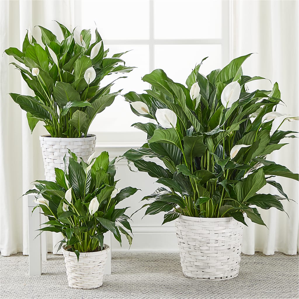 A New Leaf Peace Lily –  Blooms And Gifts, Concord CA