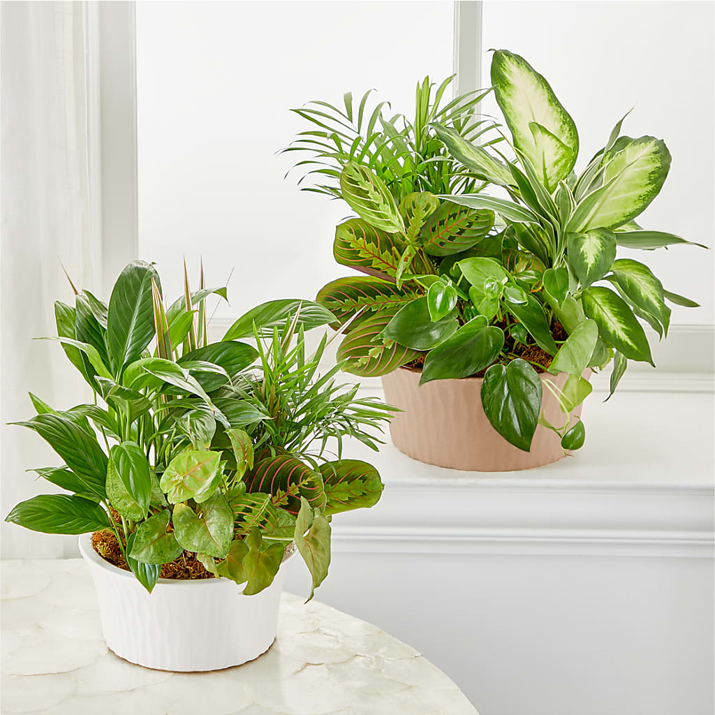Balance & Harmony Dishgarden –  Blooms And Gifts, Concord CA