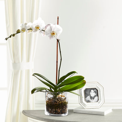 White Orchid Planter –  Blooms And Gifts, Concord CA